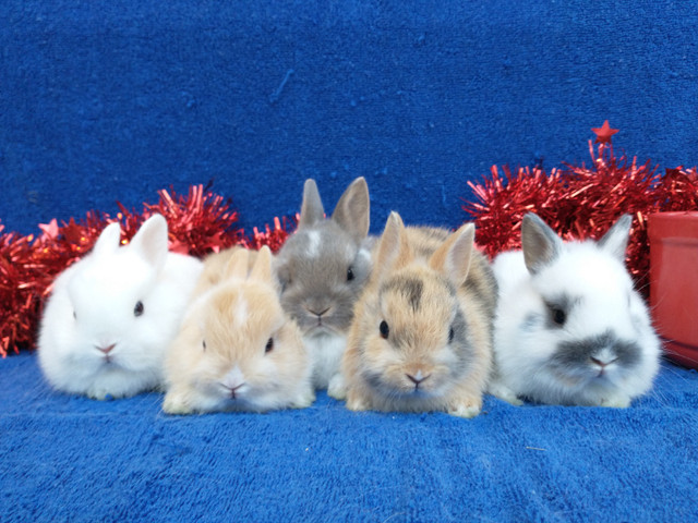 EXTRAORDINARY Netherland dwarf, Holland LIONHEAD, Mini rex bunny in Small Animals for Rehoming in Kingston - Image 4