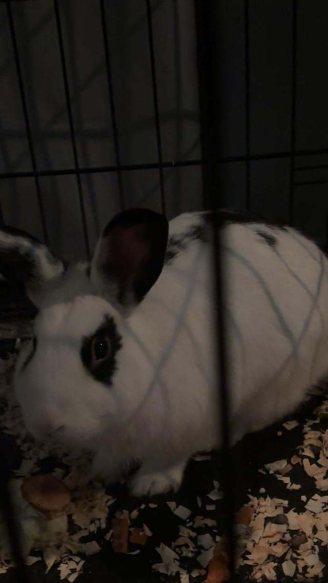 Free Rabbit in Animal & Pet Services in Leamington