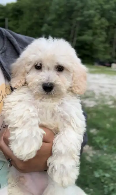 We have 1 beautiful Bichonpoo male puppies ready to join their forever families. Out of a litter of...