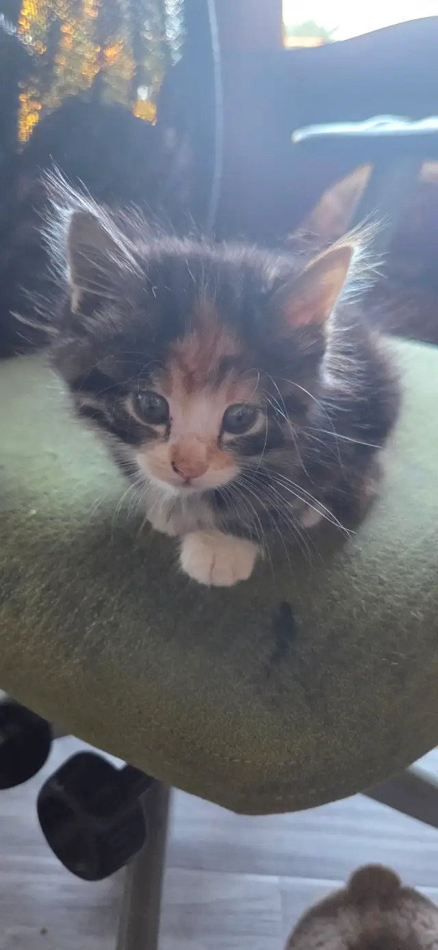 1 fluffy little kitten | Cats & Kittens for Rehoming | Chilliwack ...