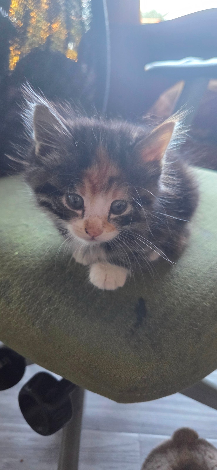 1 fluffy little kitten | Cats & Kittens for Rehoming | Chilliwack ...