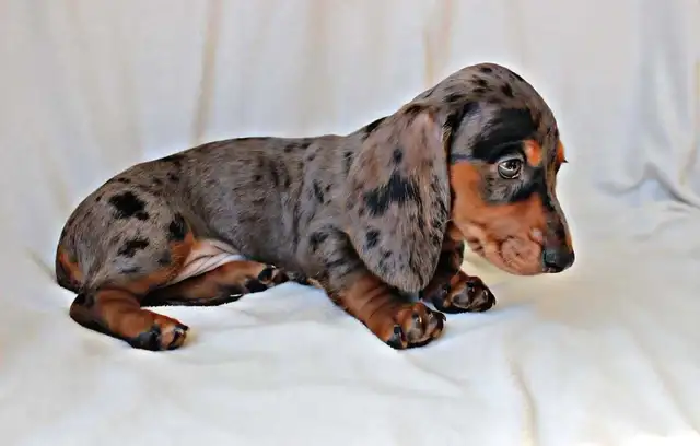 Miniature Dachshund puppy male in Dogs & Puppies for Rehoming in Calgary - Image 3