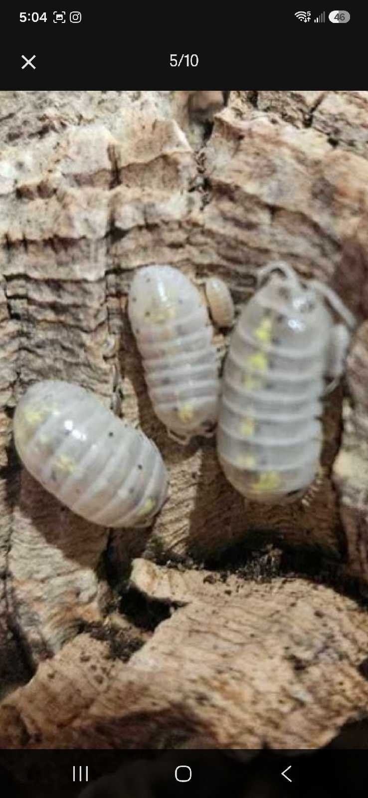 Assorted isopods and springtails | Reptiles & Amphibians for Rehoming ...