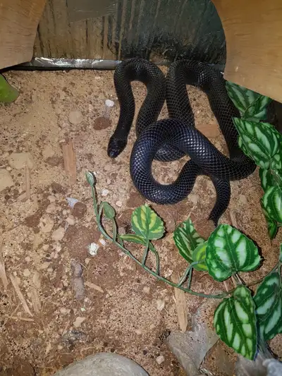 Mexican black kingsnake female Very calm About 36 inches 3 years old $175 Honduran milksnake female...