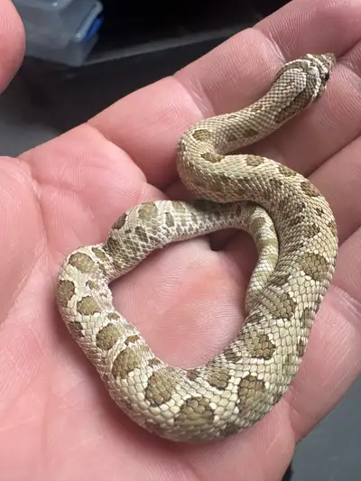 Hognose (kink) on hold, View more