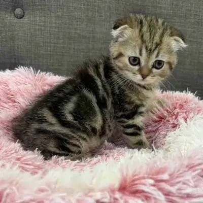 Ready to go!!! Gorgeous Scottish fold baby kitten Pure bred Prices is $700 Kitten goes home Vet chec...
