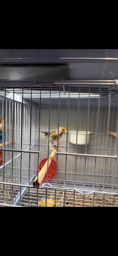 European gold finch mule for sale , View more