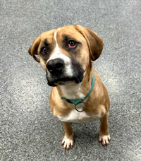 Scooter-1yr male boxer mix