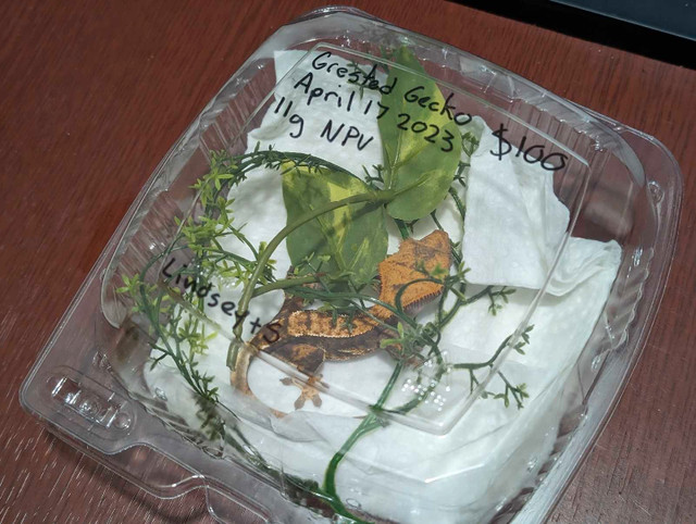 Crested Gecko & Lilly whites  in Reptiles & Amphibians for Rehoming in Petawawa - Image 4
