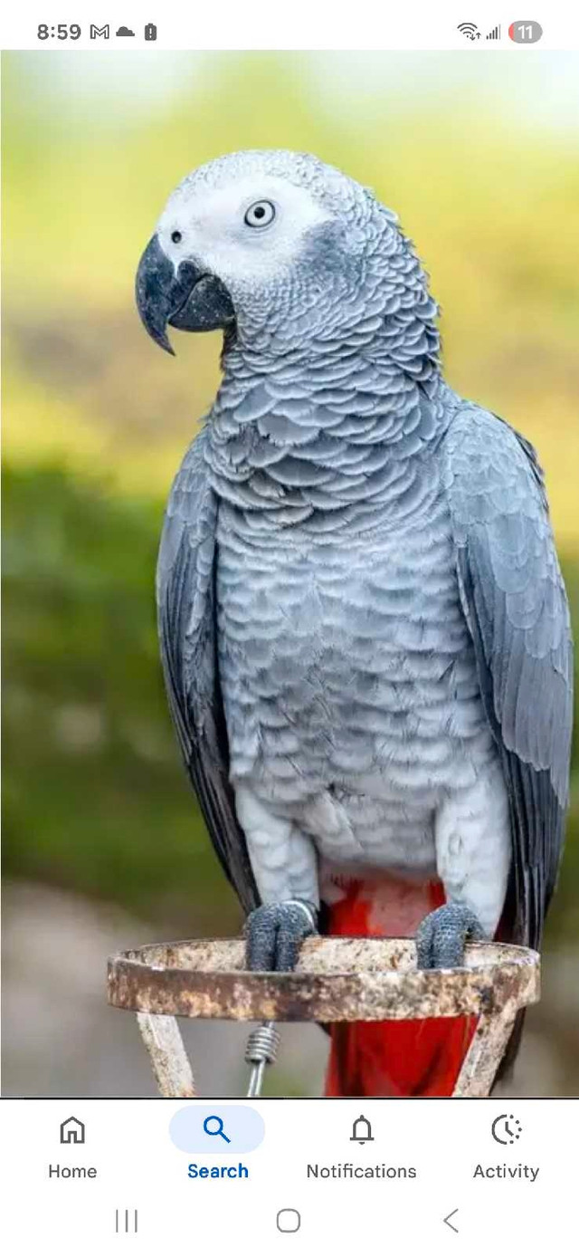 Willing to take in your unwanted birds in Birds for Rehoming in Hamilton