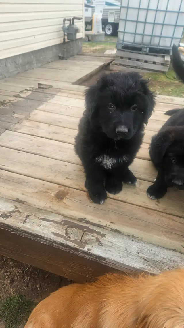 German shepherd puppies in Dogs & Puppies for Rehoming in Edmonton - Image 11