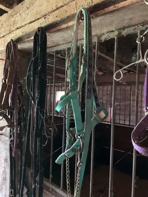 Horse collars and MORE! in Equestrian & Livestock Accessories in Windsor Region - Image 3