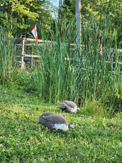 Guineafowl Pairs ADULT , View more