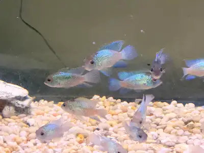 electric blue cichlids, View more