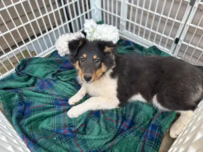 Gorgeous 4 month old Lassie ( rough collie ) aussie Female puppy. She is so loving, loves to come up...