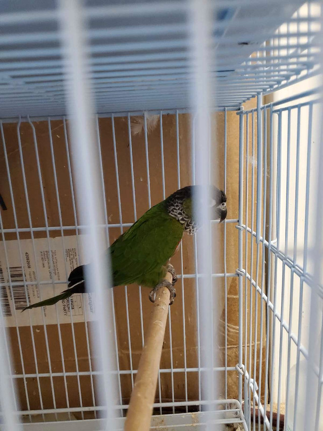 conure black cap mask in Birds for Rehoming in Mississauga / Peel Region - Image 4