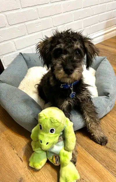 Doodle Puppy! ❤️✨, View more