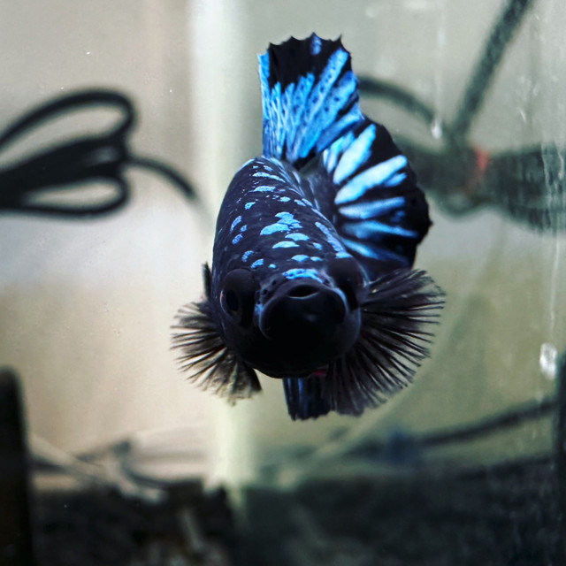 Imported Bettas and other Aquatic Specimens for Sale in Fish for Rehoming in Terrace - Image 2