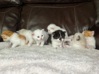 Adorable Kittens - ready May 12th! 