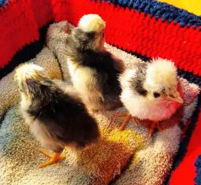 Polish chicks 4 available - hatched April 29th 5 available - hatched May 9th $10 each Located 10 min...
