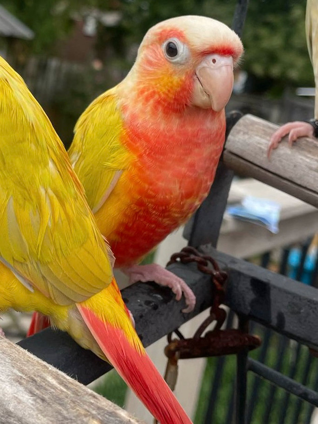 Suncheek handfed babies in Birds for Rehoming in Ottawa - Image 4