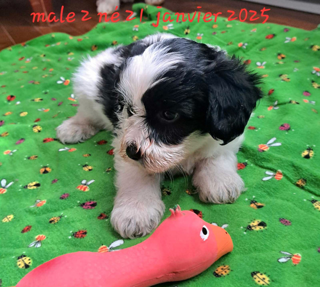 Chien chinois a crete  dans Chiens et chiots à adopter  à Lanaudière - Image 4