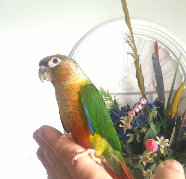 High red yellowsided  and pineapple greencheeks in Birds for Rehoming in Mississauga / Peel Region - Image 2