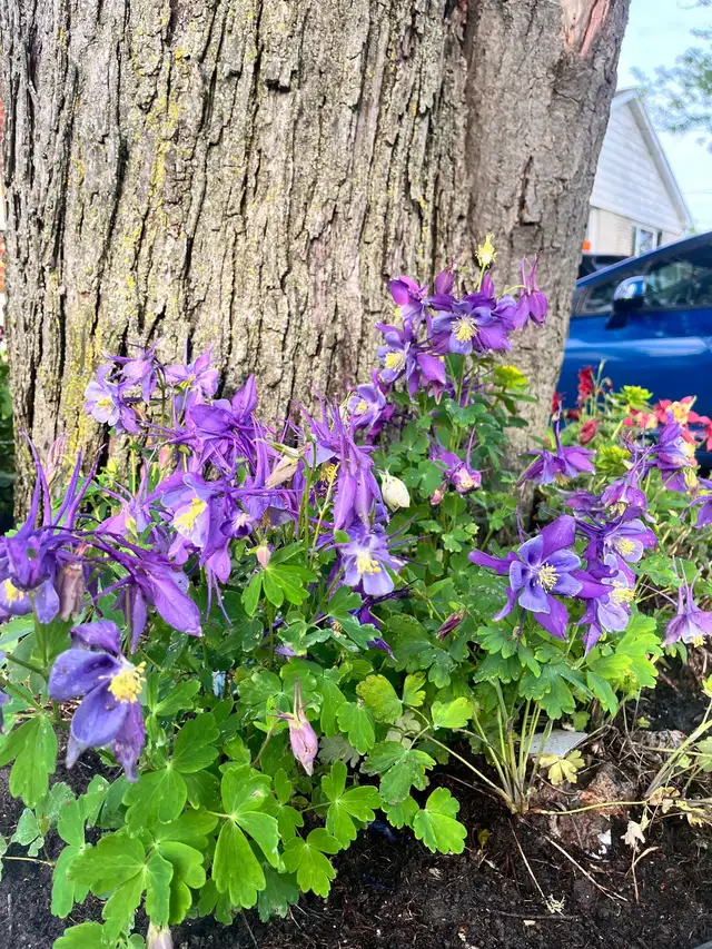 Columbine Perennial Plants in Plants, Fertilizer & Soil in Mississauga / Peel Region - Image 4