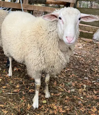 belier à vendre , View more