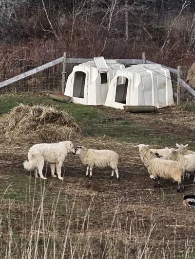 livestock guardian dogs, View more