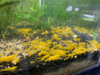 Golden back neocaridina shrimp