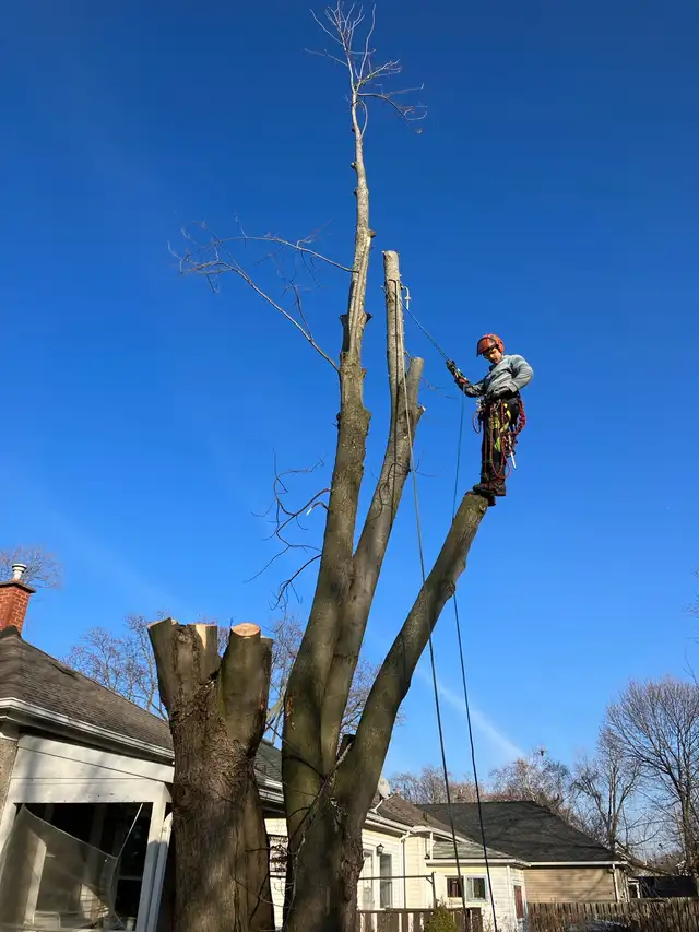 Tree service64959954900225122