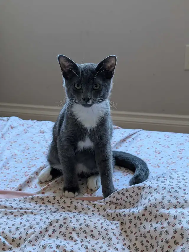 Grey and White Kitten (boy) in Cats & Kittens for Rehoming in Delta/Surrey/Langley - Image 7
