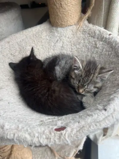 3 beautiful kittens for sale , View more
