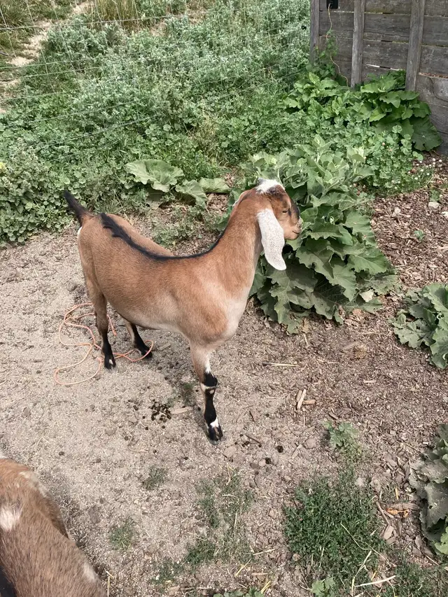 Nubian doelings in Livestock in Nelson - Image 4