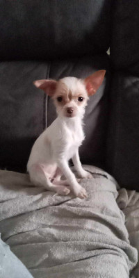 Chihuahua x yorkshire 