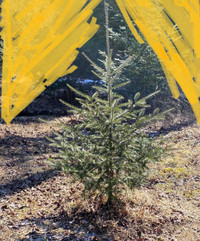 5 ft Spruce trees for sale