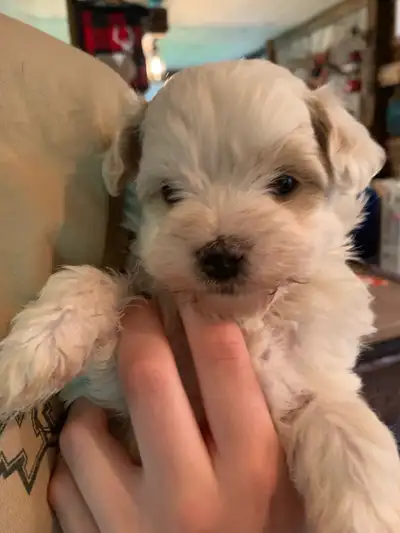 Maltipoo ( Maltese x Poodle ) NO SHEDDING ❤️, View more