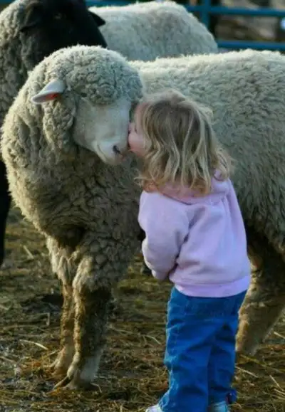 looking for pet sheep, View more