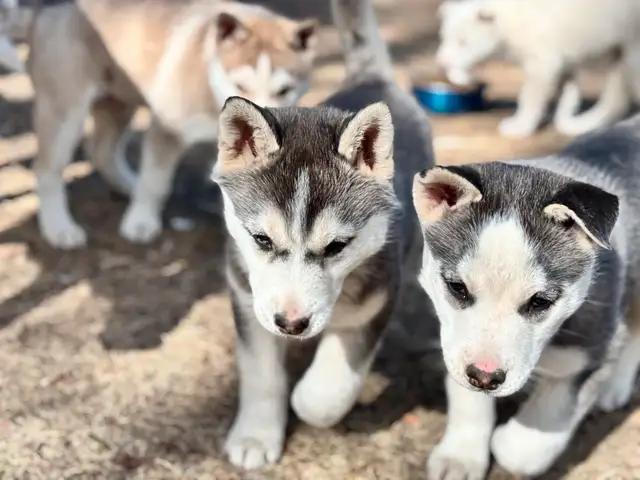 Huskey x  pups in Dogs & Puppies for Rehoming in Dawson Creek - Image 3