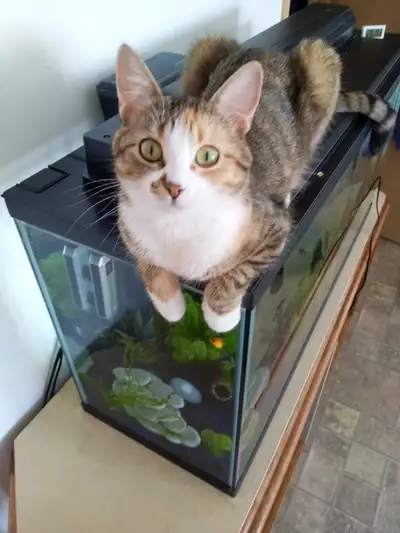 Female Farm cat+indoor, View more