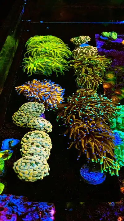 Only at coralcavecanada! www.reef4sale.com/store/coralcavecanada