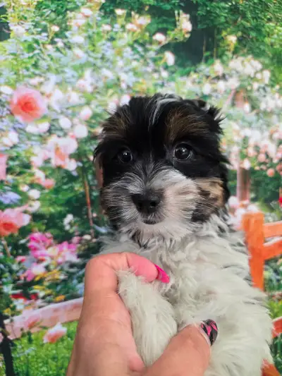 YORKSHIER TERRIER PUPPY(EXOTIC TRI-COLOR BIEWER MALE.. "LEO"), View more