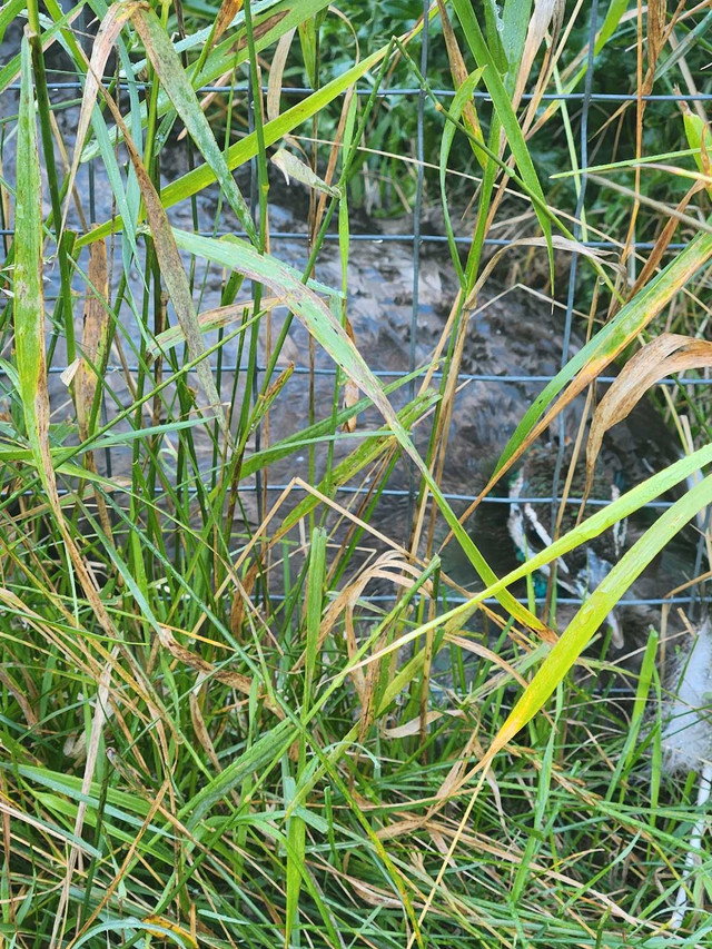 peacock s in Birds for Rehoming in Strathcona County - Image 3