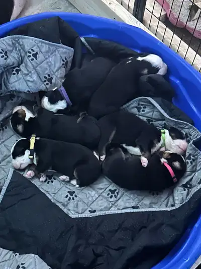 purebred Bernese mountain dog puppies, View more