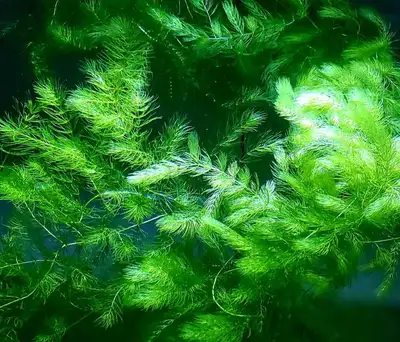 Hornwort , View more