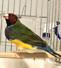 Gouldian Males for Rehoming