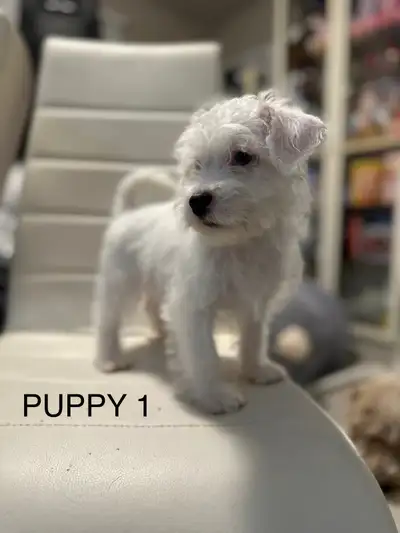 Shihtzu Mix Puppies, View more