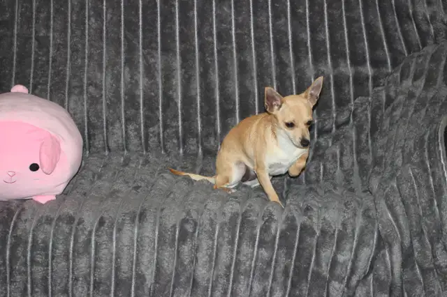 Chihuahua❤️Femelle Blonde ❤️Protection100% .Garantie. ★★★ in Dogs & Puppies for Rehoming in Laval / North Shore - Image 7
