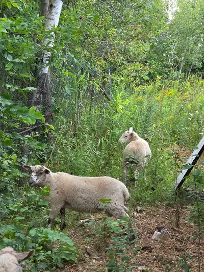 Lamb for Trade, View more